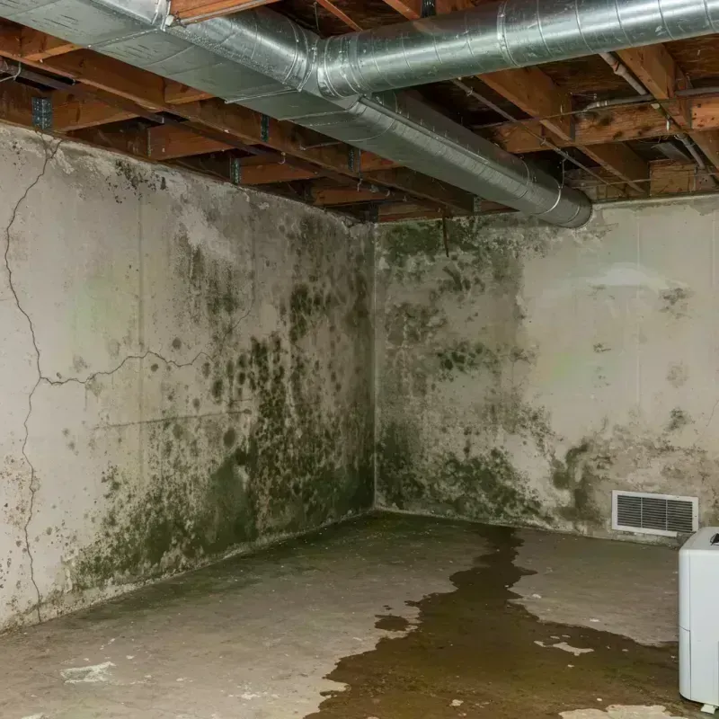 Professional Mold Removal in Hamilton, IL